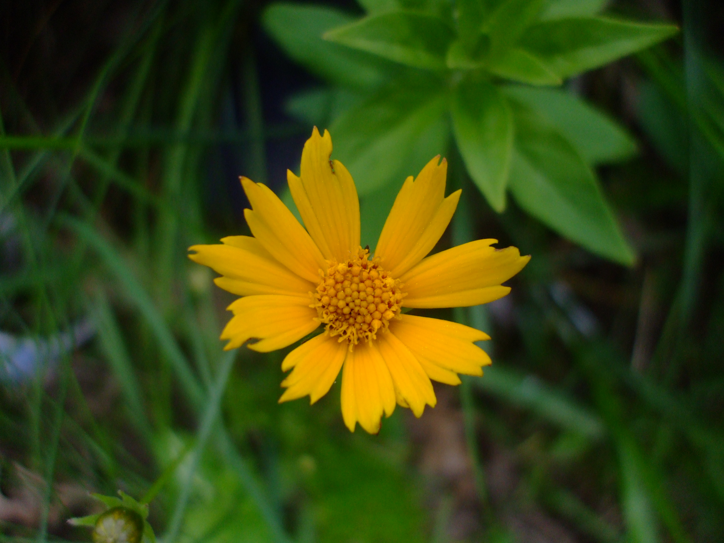 Coreopsis grandiflora